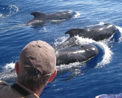 Tenerife Leisure Whale and Dolphin Cruises
