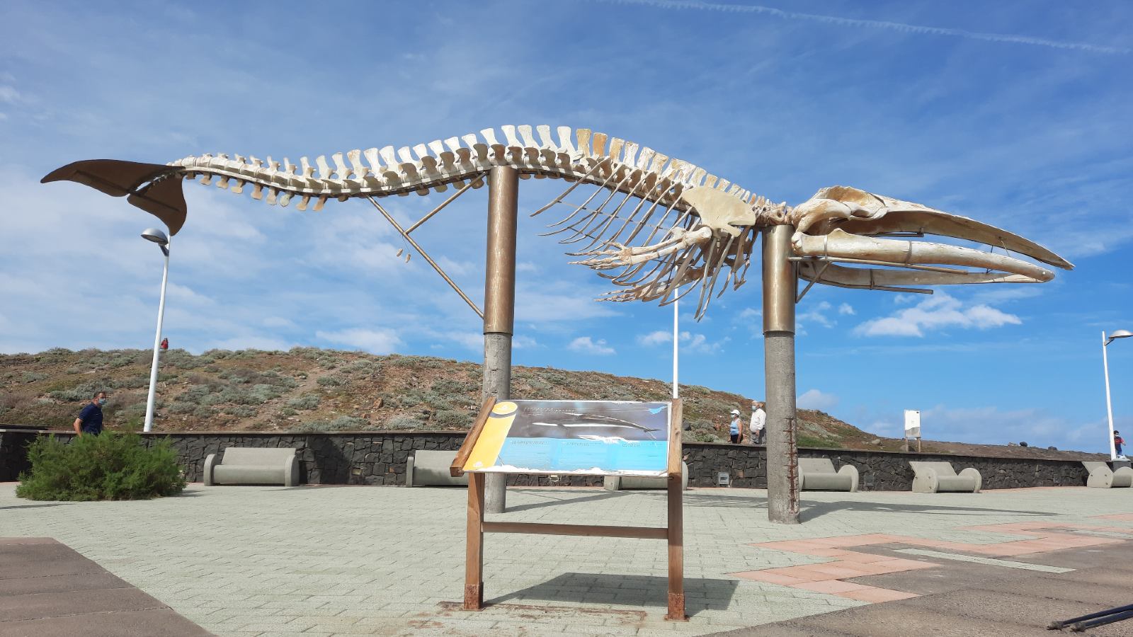 Esqueleto de ballena boreal en la costa de Los Silos