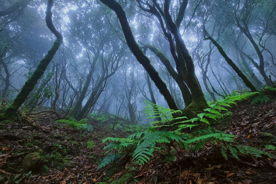 La biodiversité de la forêt de lauriers d'Anaga surprend les visiteurs par son charme